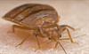 AIDS Resistant and Itchy Bed Bugs