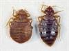 Bed Bugs