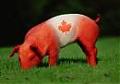 CanadianBacon's Avatar