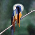 Enunciated Piffle's Avatar