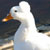 Magewinds's Avatar