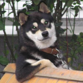 Sammy's Avatar